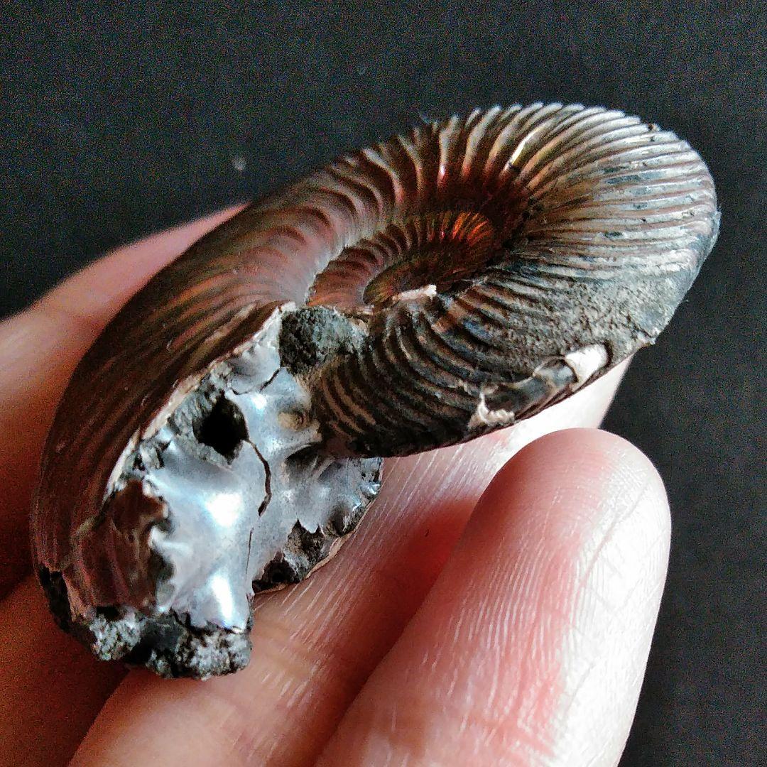 化石　骨格　標本　パイライト　アンモナイト　50mm　レッド系