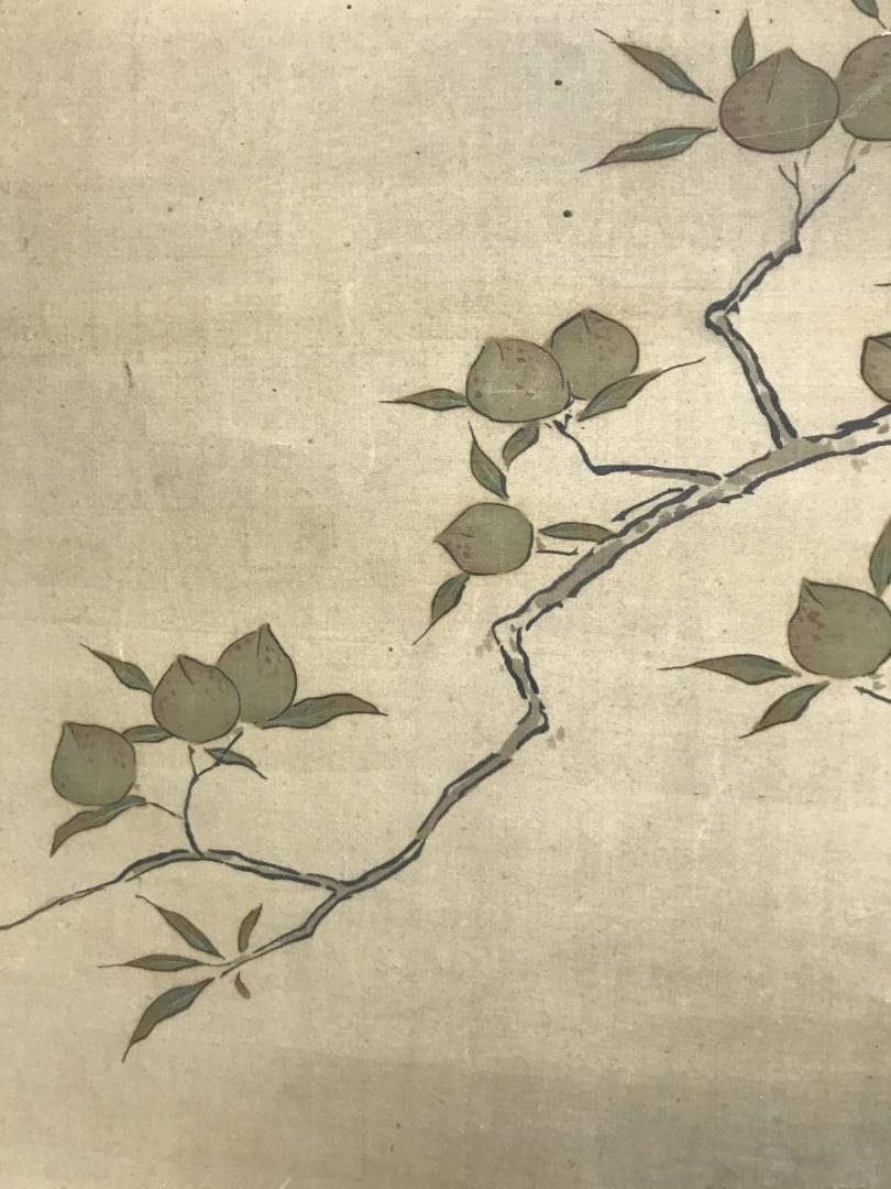 【真作】狩野探信/桃仙人図/人物図/掛軸/名家伝来/AC-168