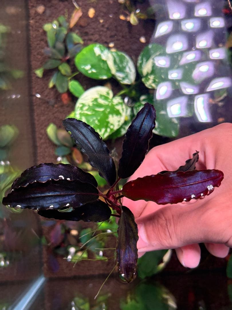 joy(プロフページ