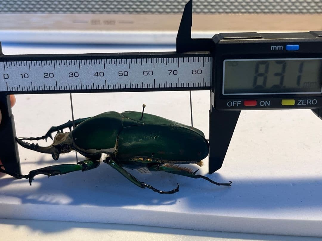 【属内最大種】クビワオオツノハナムグリ カナブン ゴライアスオオツノ 標本