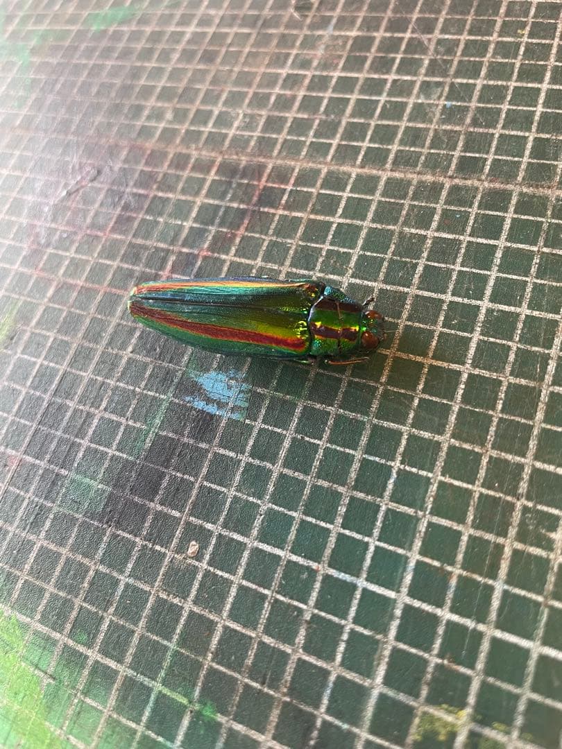 メタリックグリーンの昆虫標本 約5cm