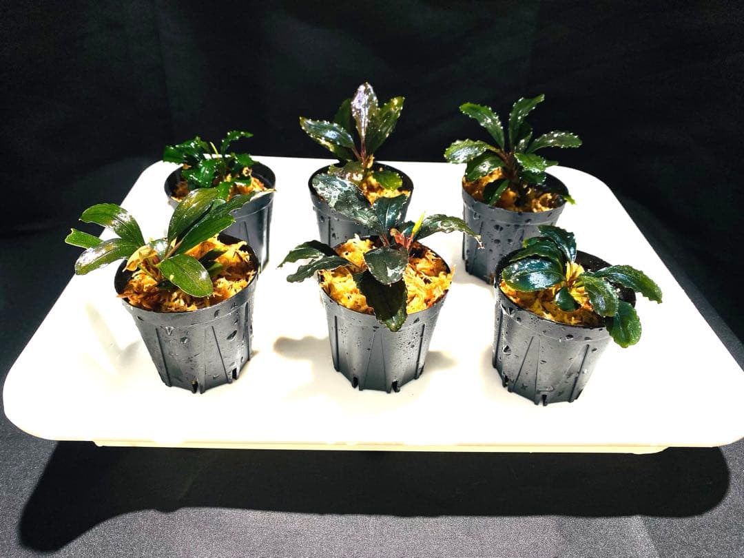 k.z.k【ハイクラス】ブセファランドラセット