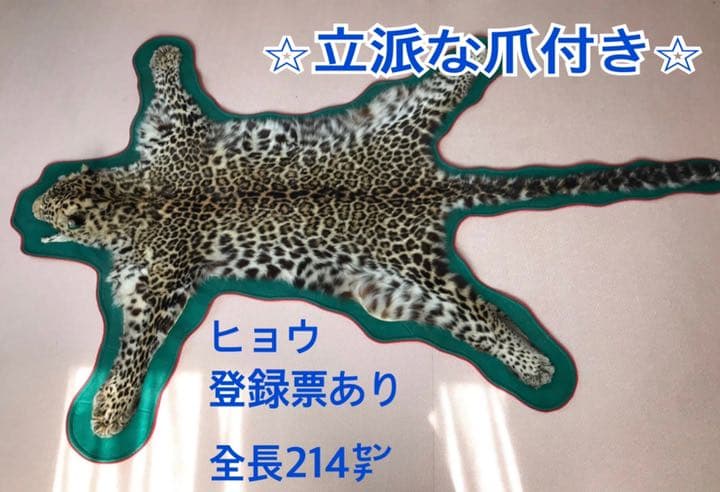 【希少】登録票付　爪付ヒョウ　剥製　敷物　ラグマット　214㌢ 毛皮　壁掛　豹