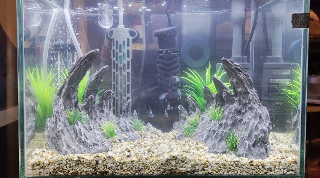 水槽セット　ネオンテトラやグッピーなど