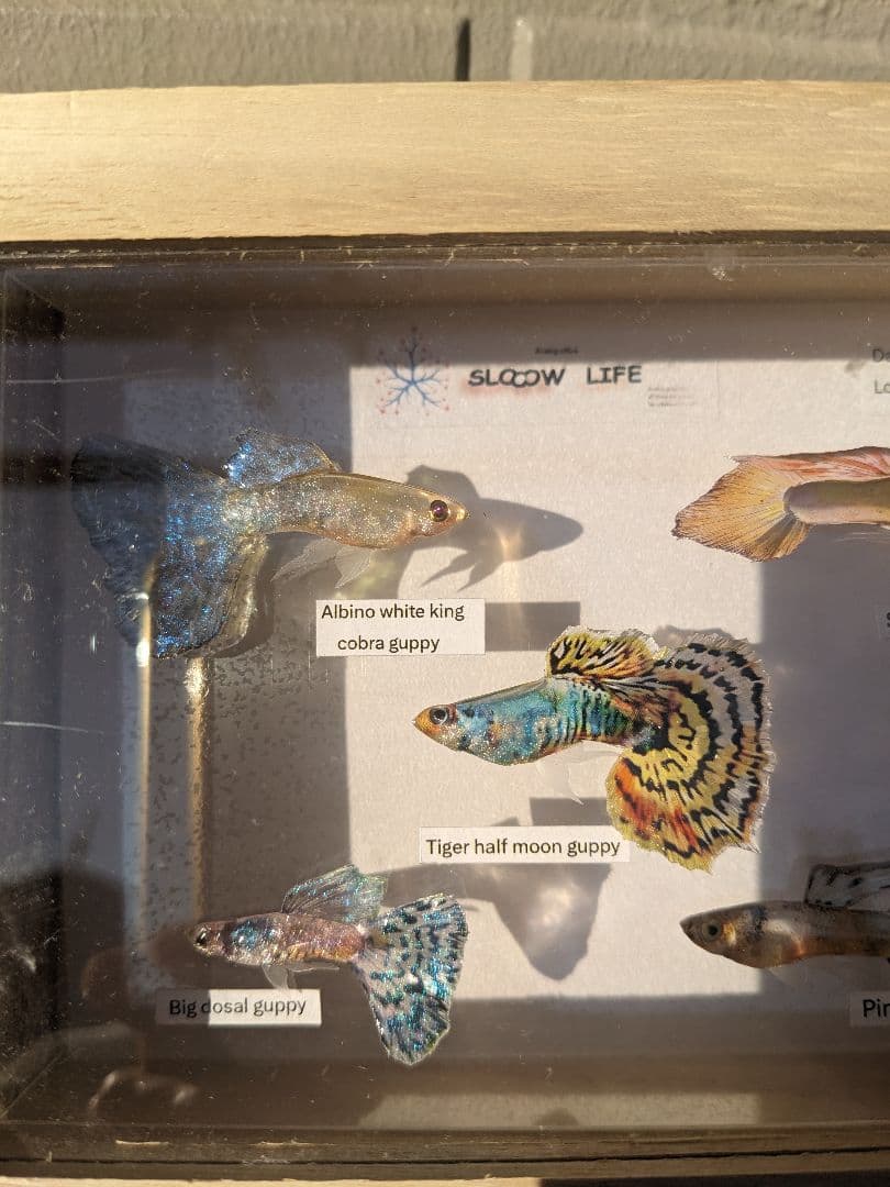 グッピー（5種）　標本箱