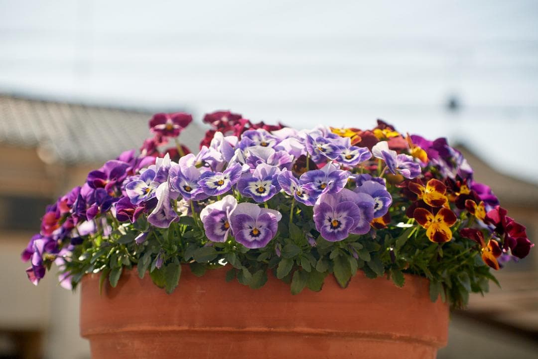 SMC PENTAX F1.4 /50mm KマウントL80