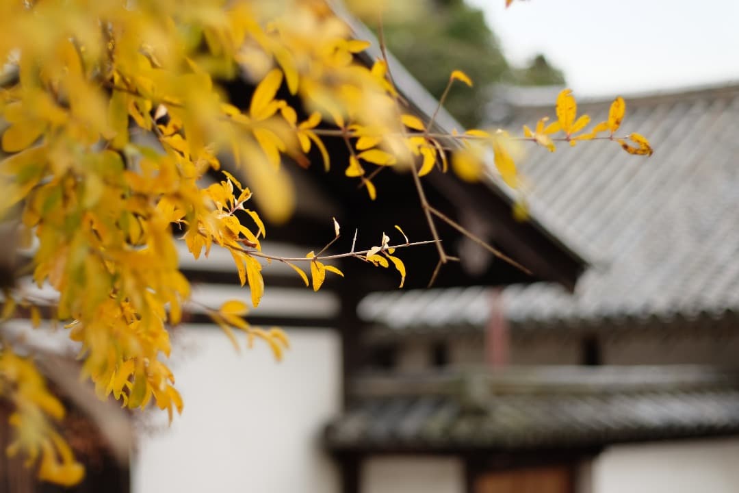 Canon(キヤノン）EF 50mm f/1.8 II レンズ