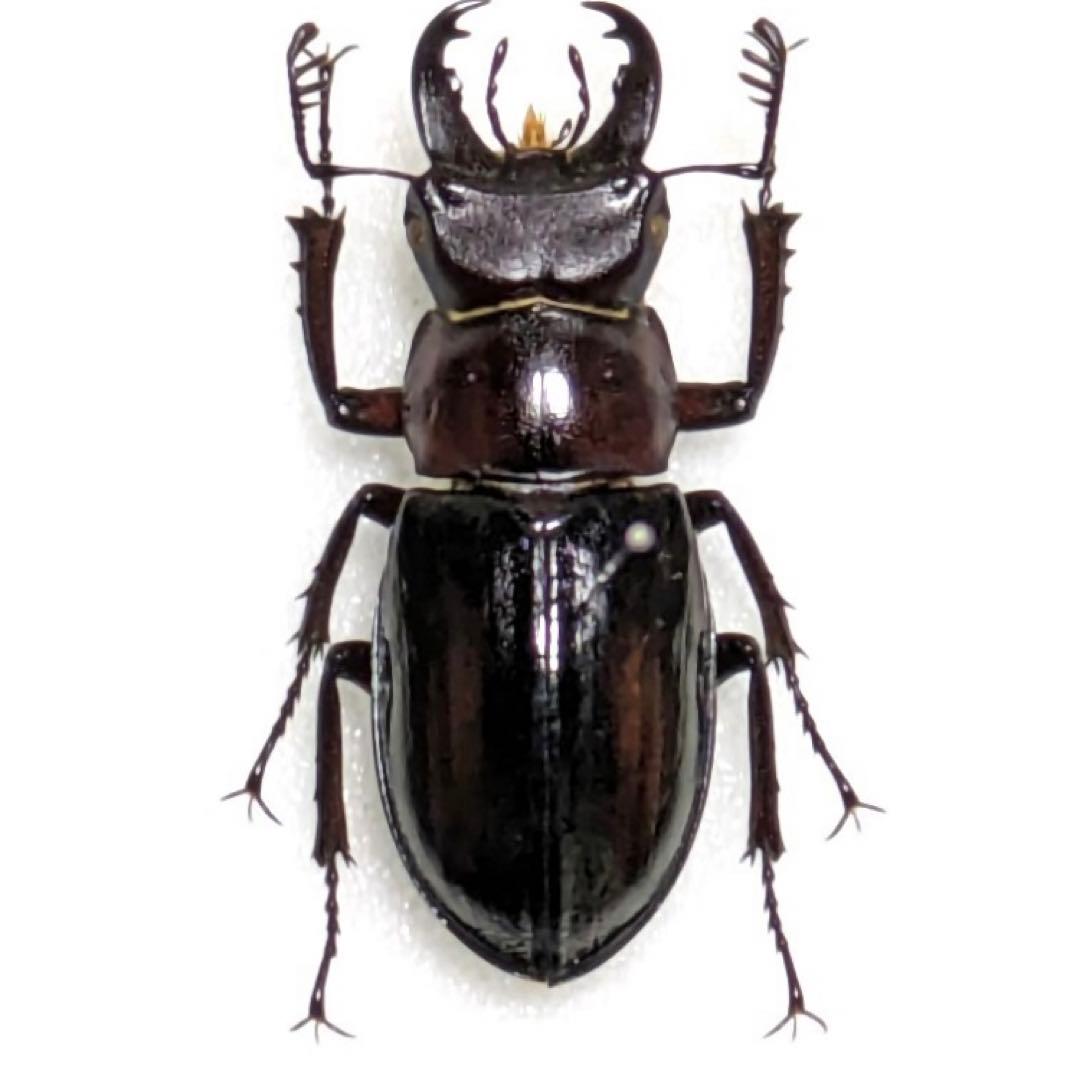 【昆虫標本】ミクラミヤマクワガタ 標本 野生 ワイルド 黄紋型