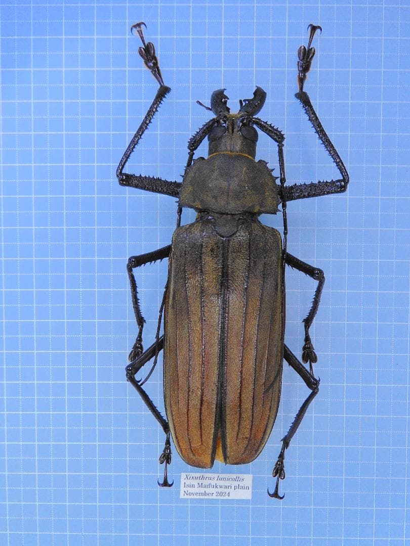 ナオ様 リクエスト 2点 まとめ商品