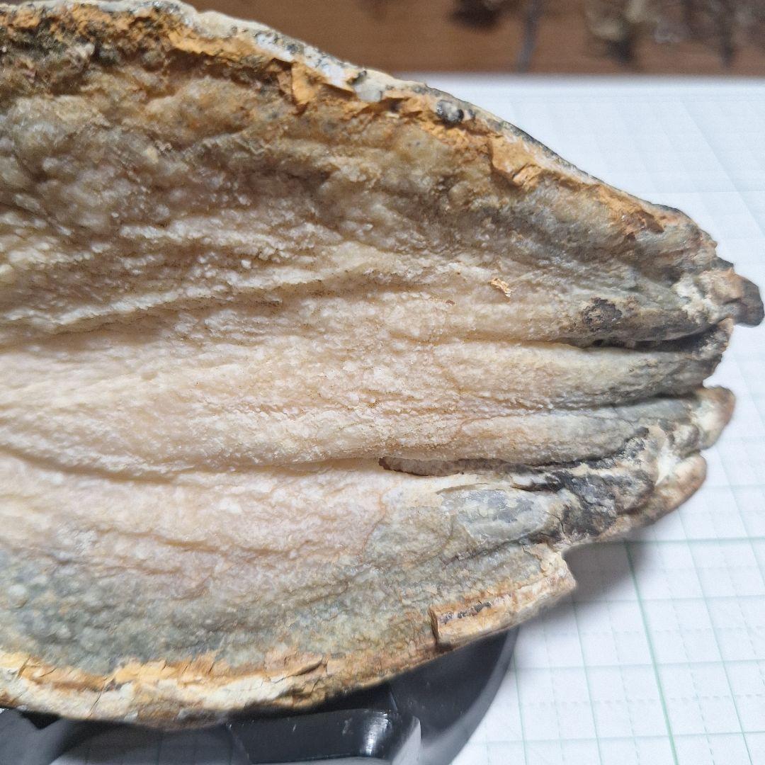 ☆マンモスの臼歯 化石 長いところ約16.5cm/約219.8gになります。