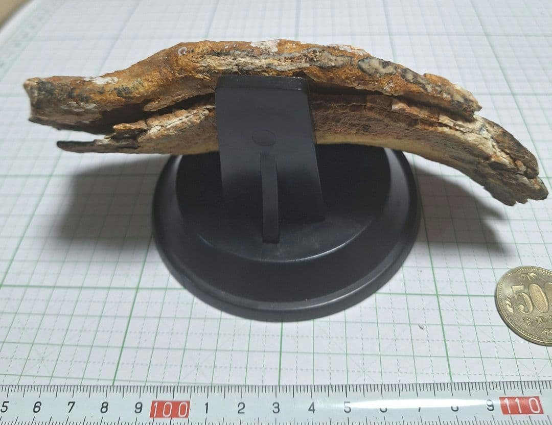 ☆マンモスの臼歯 化石 長いところ約16.5cm/約219.8gになります。