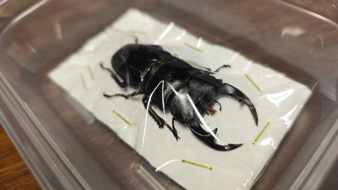 滋賀県産野外品オオクワガタ標本