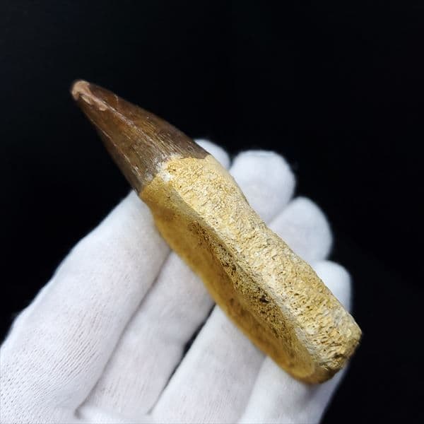 歯根付き モササウルス 化石 歯 本物 モロッコ産 77.26mm mos28