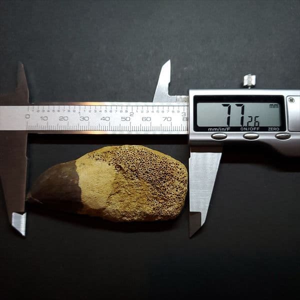 歯根付き モササウルス 化石 歯 本物 モロッコ産 77.26mm mos28