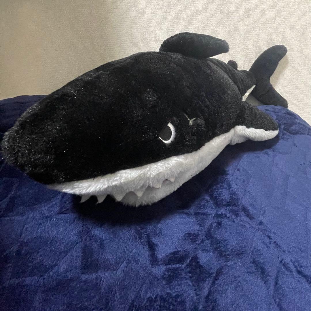 みそきんブームの波に乗るサメ