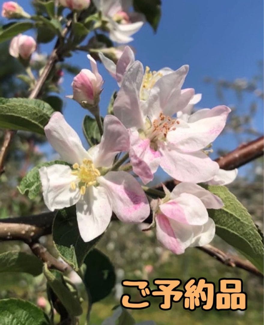 かじり木 予約専用品