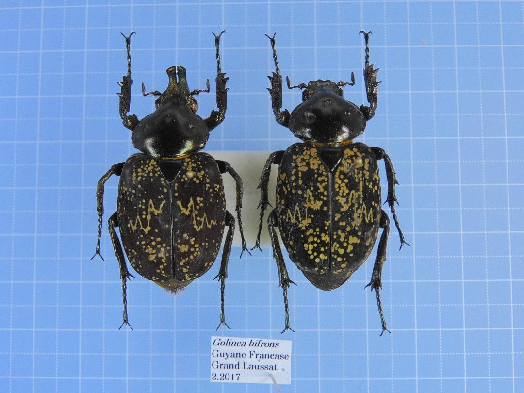 フレンチギアナ産　ゴリンカツノコガネ　ペア　38mm 35mm