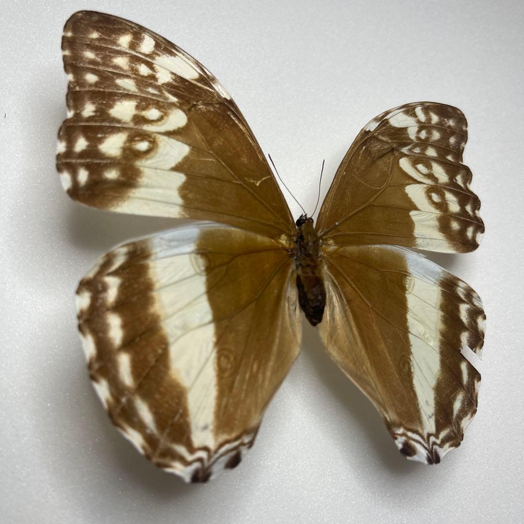 モルフォ蝶adanis huallaga