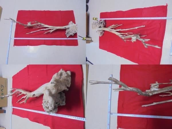 AKa6951　深海松　原木　レインボーコーラル　貝殻付　珍品　希少