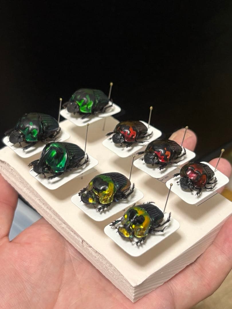 フンチュウ　セット