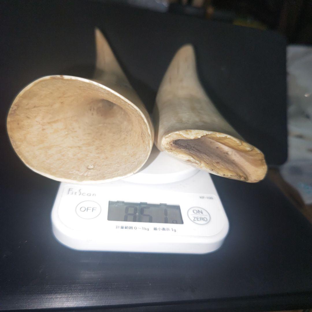 鯨 鯨の歯 マッコウクジラ 鯨歯 2 本