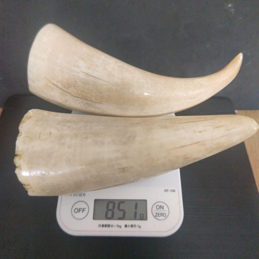 鯨 鯨の歯 マッコウクジラ 鯨歯 2 本
