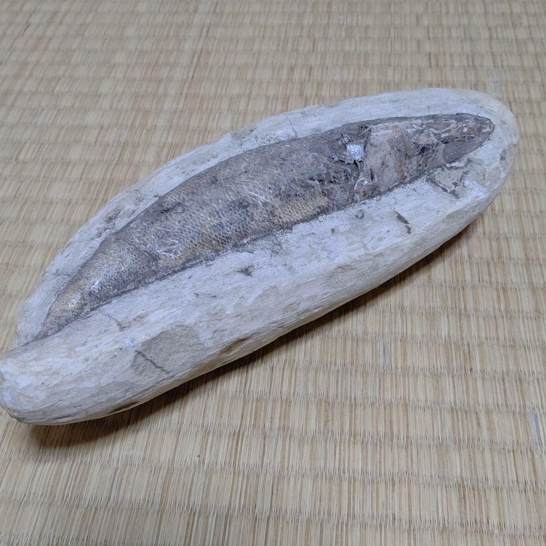 化石、恐竜超レア逸品化石、魚の化石、状態良し。ウロコしっかり有ります。