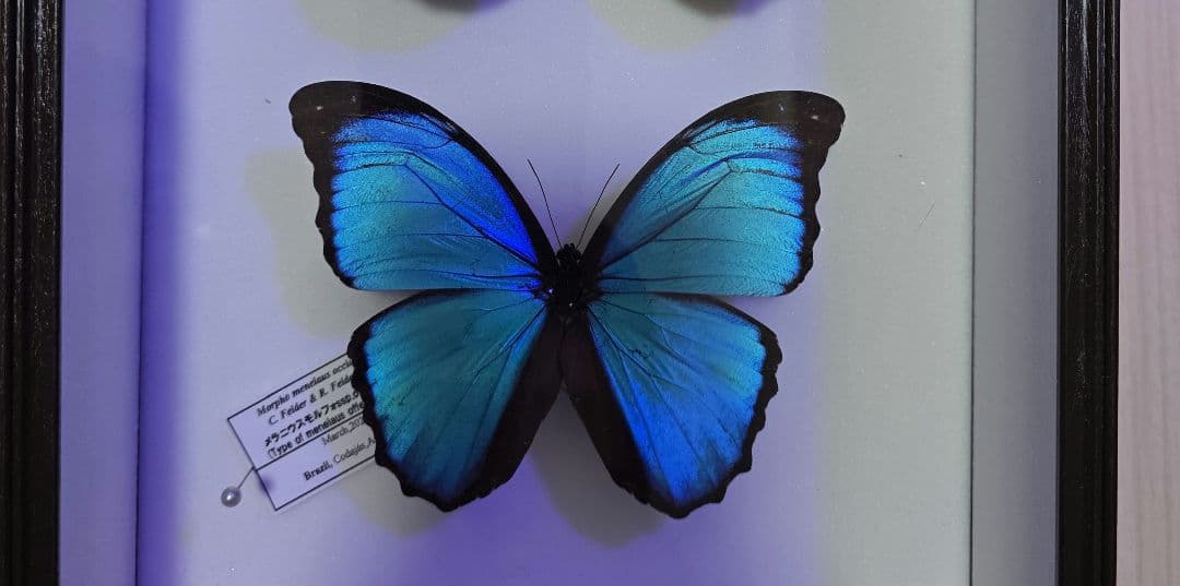 メラニウスのみ 箱無し