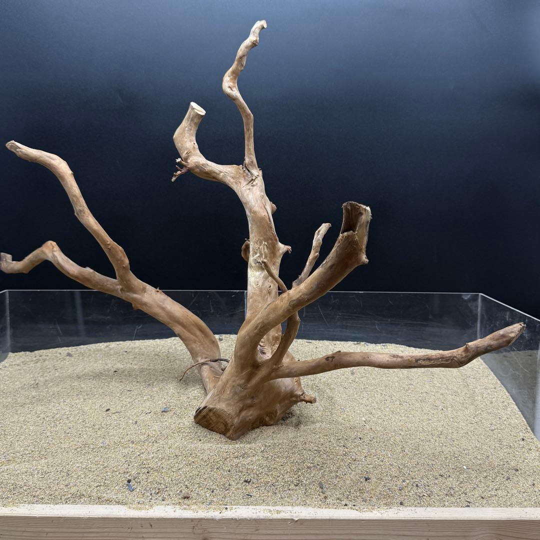 MDW-6785 MDW-6999 特大ブランチウッド　流木　枝流木