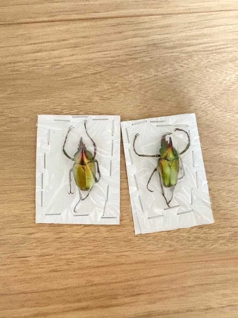 【標本】ロドリゲスカブトハナムグリ　♂20頭セット