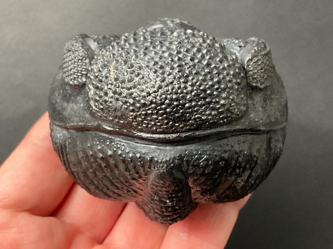 ドロトプス・メガロマニクス [PH59] 三葉虫 化石