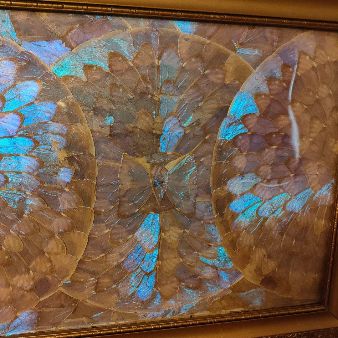 モルフォ蝶 額 蝶 インテリア アート 壁飾り 羽 額サイズ40×50cm