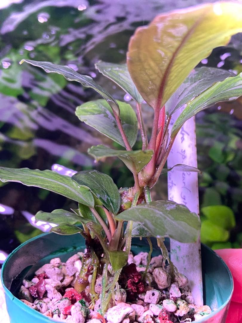 ブセファランドラ sp. パールグレイ (TB便) 2株+蕾