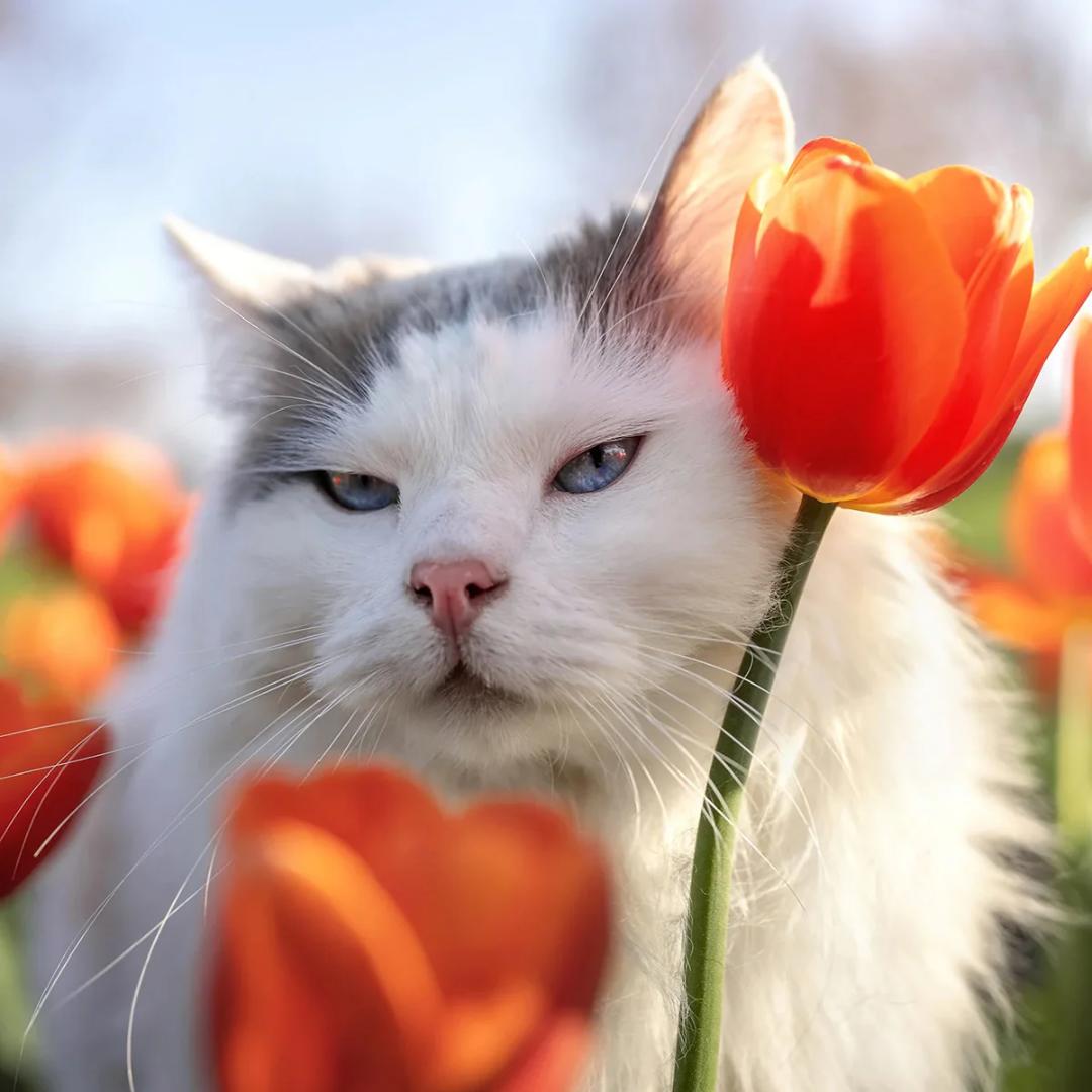 『新品未開封』GM超え VIltrox 35mm F1.2超大口径レンズ