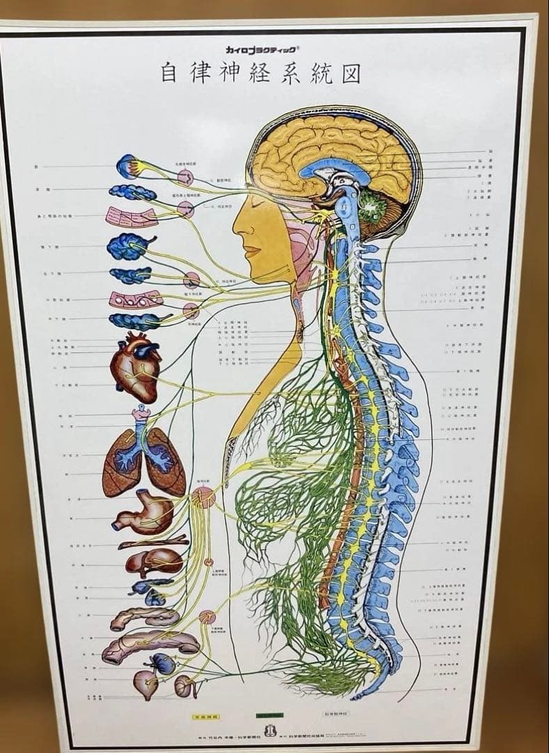 カイロプラクティック　人体神経系統図パネル 自律神経系統図パネル2枚セット