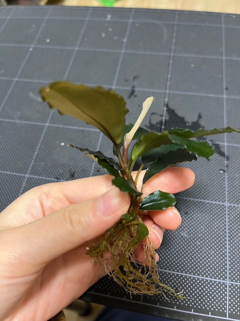 タグ付きBucephalandra sp. \"AW No1\"