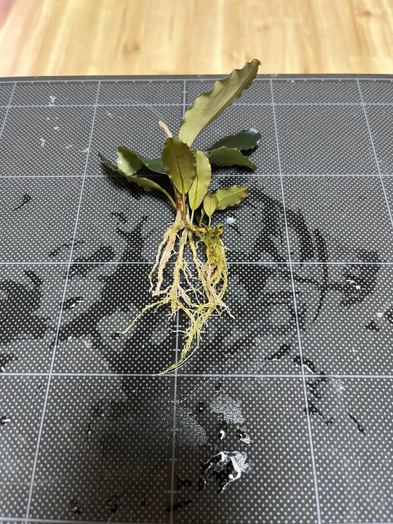 タグ付きBucephalandra sp. \"AW No1\"