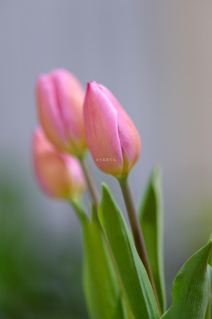 貴重な絶版マクロ！Zeiss Makro-Planar 100mm f2 ZF