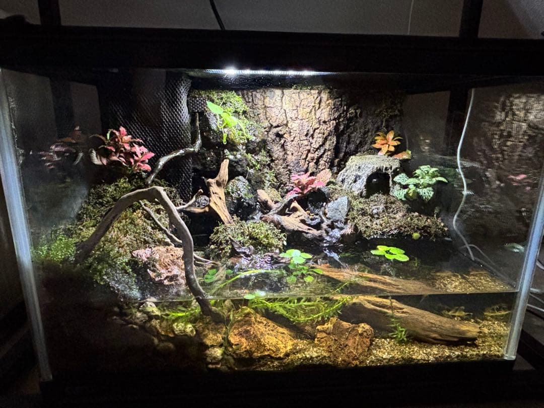【アクアテラリウム】45cm水槽 メンテナンス性抜群