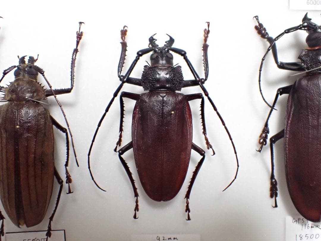 ナンベイオオウスバカミキリ　標本