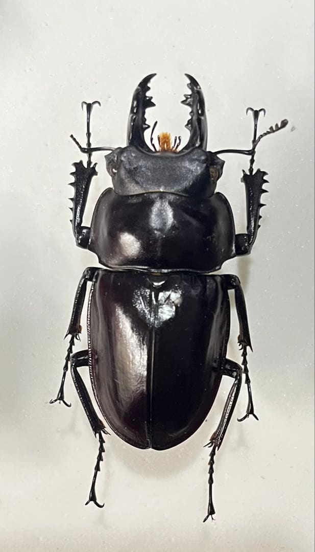 西表島産 ヤエヤママルバネ 特大 激中歯 57ミリ