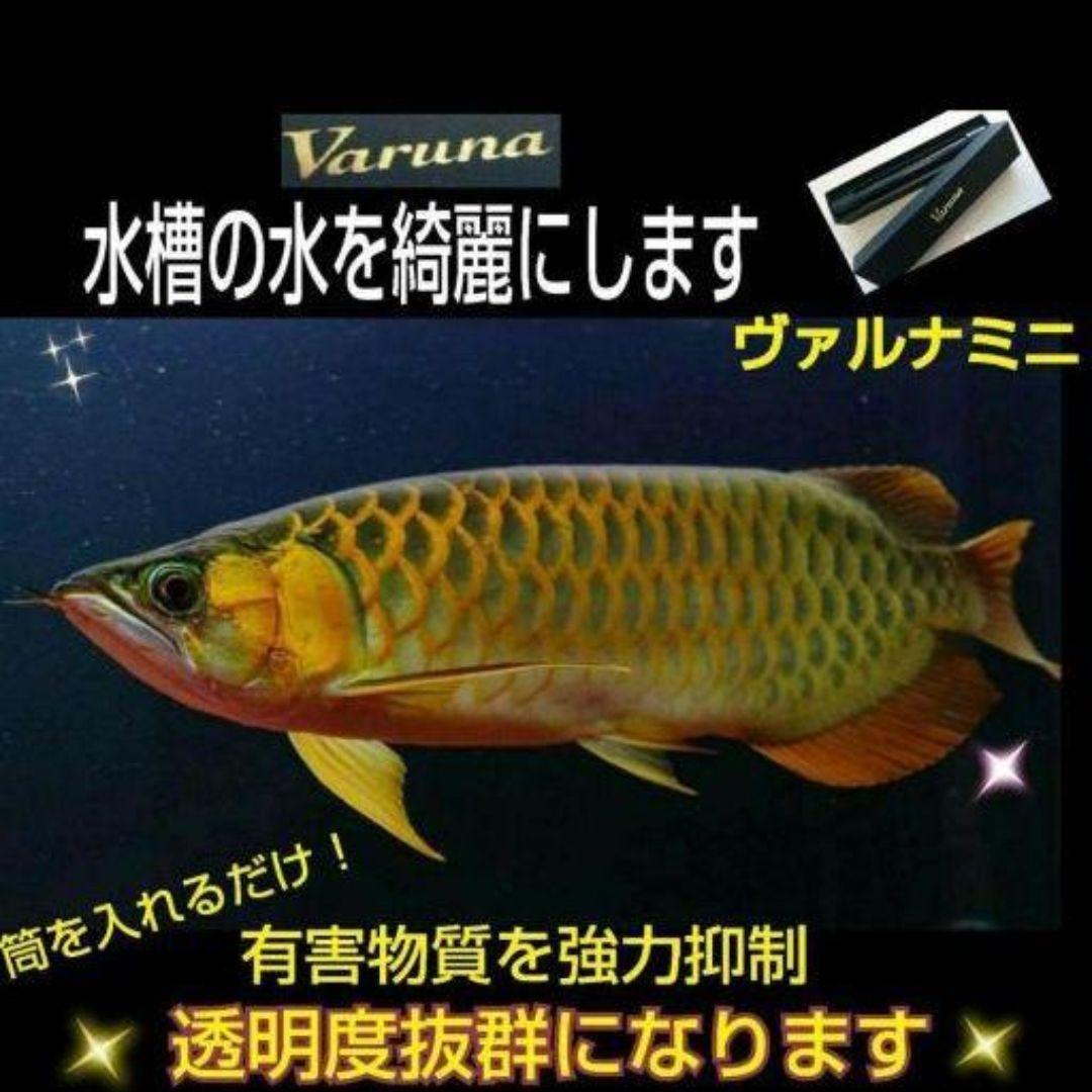 アロワナ飼育者絶賛！水槽の透明度抜群に！ヴァルナミニ　有害物質、病原菌も強力抑制