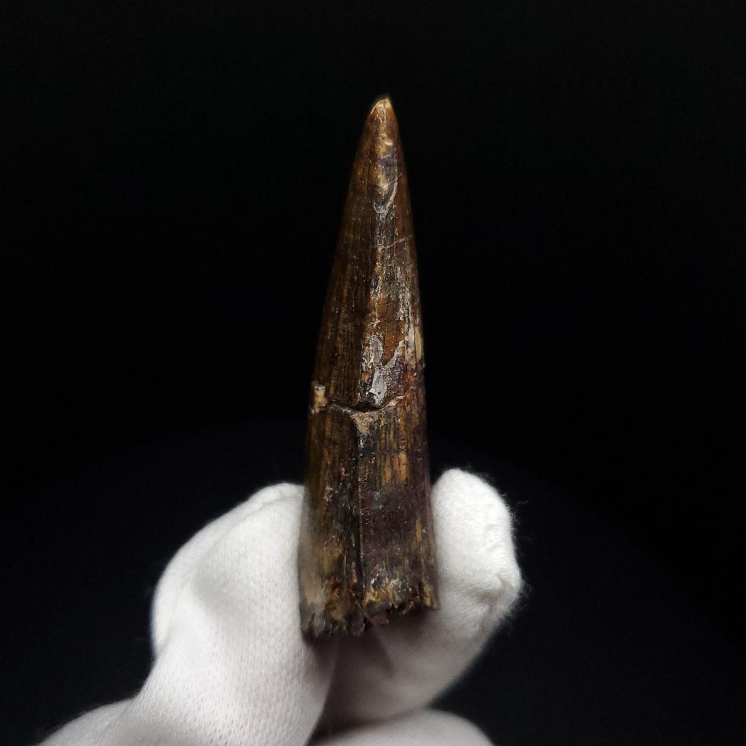 アフロベナトル 歯 化石 本物 二ジェール産 58.23mm fr144