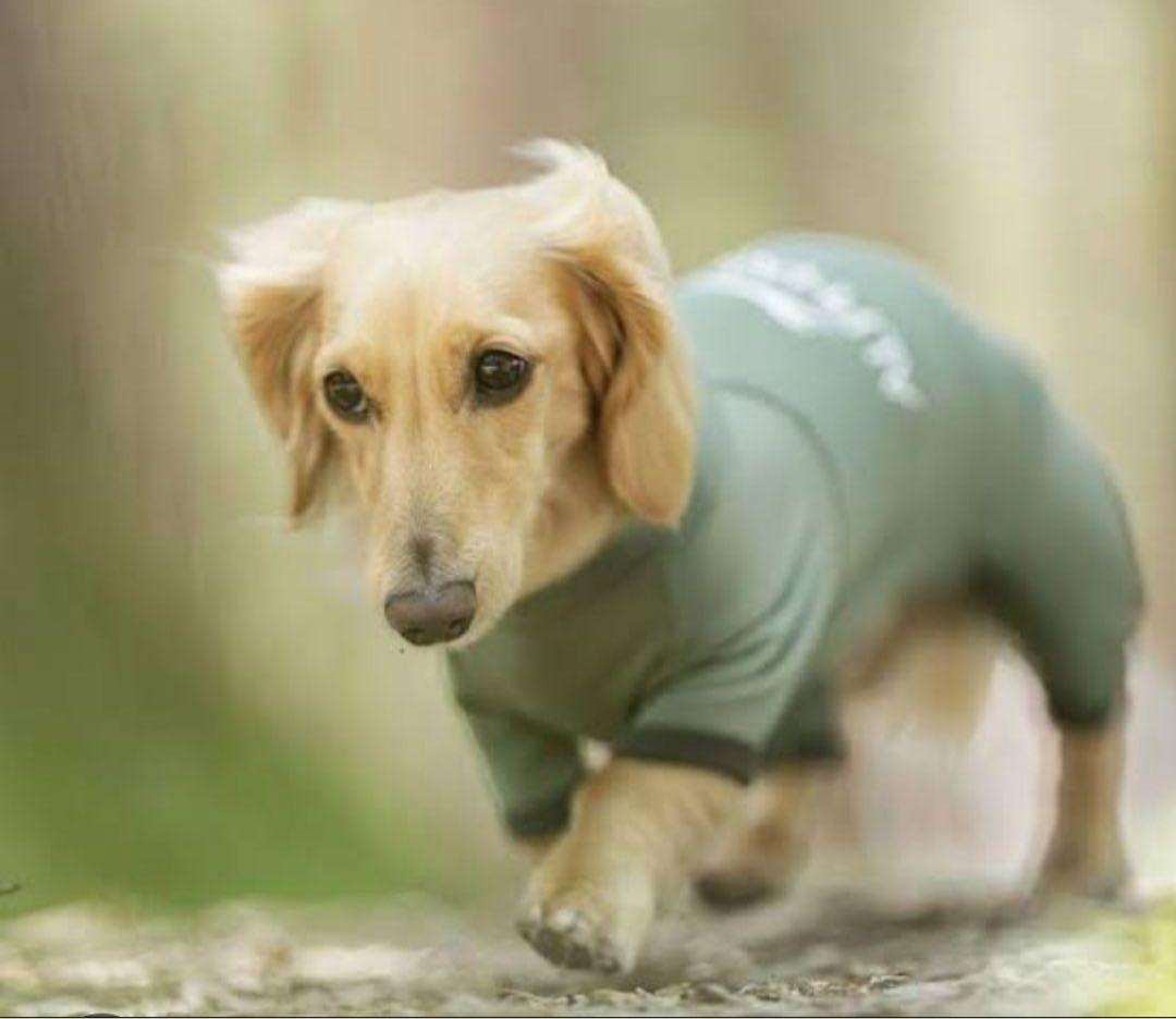 犬服・アクセサリー EshinALPHAICON HOT DOG GUARD