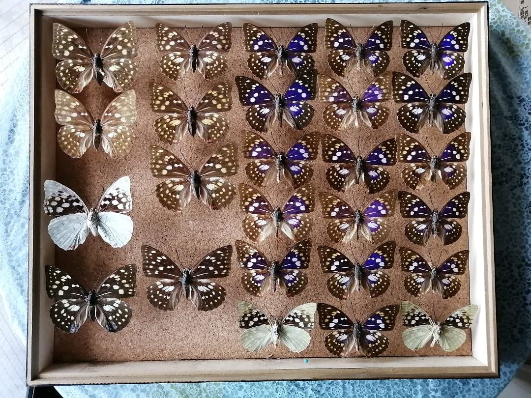 値下げしました。　オオムラサキ　雄 × 雌 セット 標本箱付き