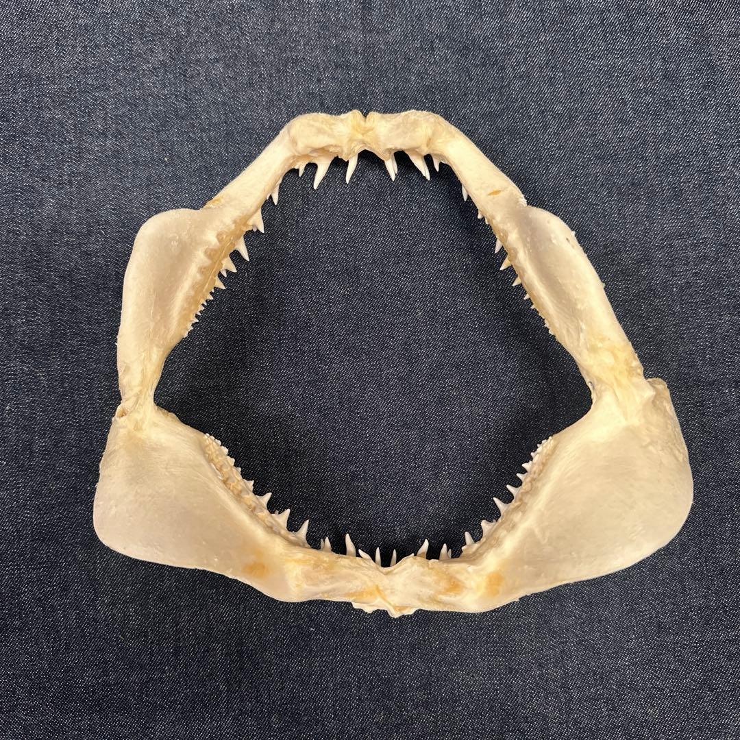 【本物】アオザメ骨格標本/マコシャーク Mako Shark