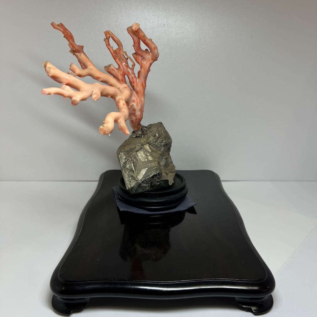 特大　極太桃色珊瑚　台付　3674g 東Y7-1106☆2Fトコオ