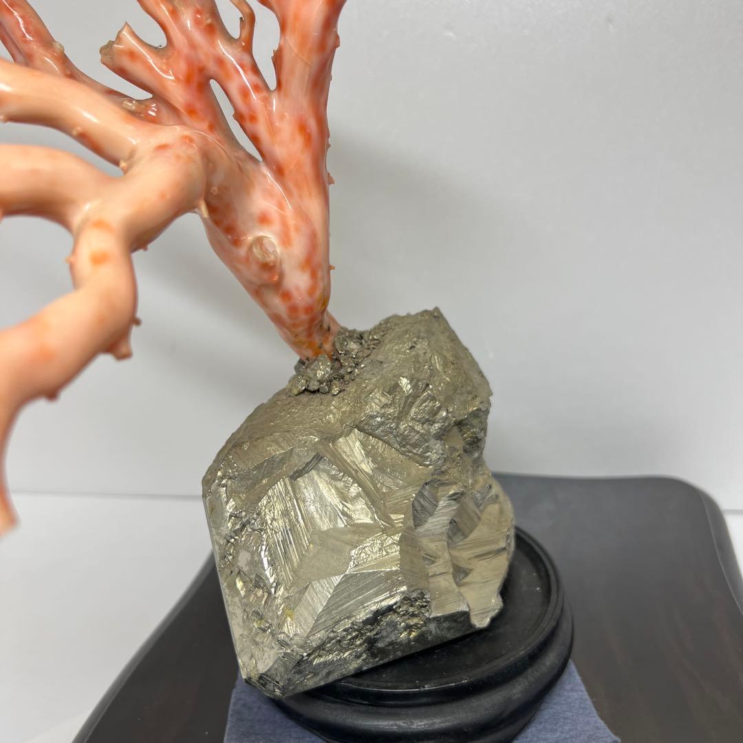 特大　極太桃色珊瑚　台付　3674g 東Y7-1106☆2Fトコオ