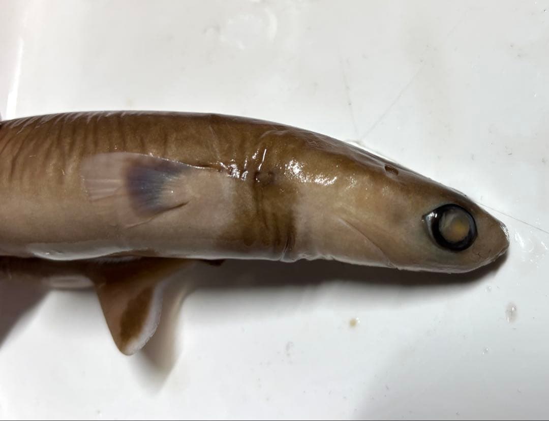 ダルマザメ液浸標本