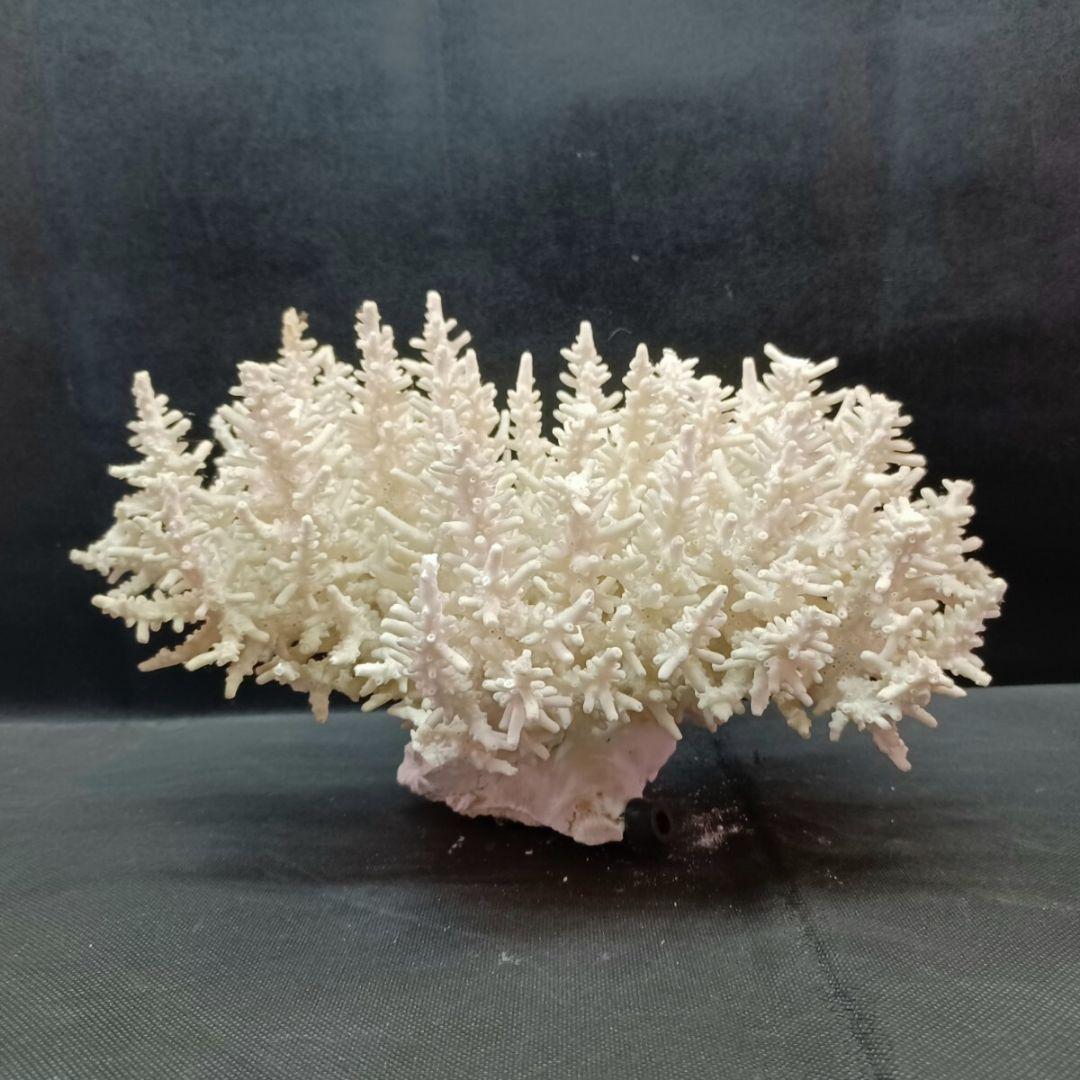 飾り 珊瑚 サンゴ礁 置物 白 海水魚 水槽 レイアウト